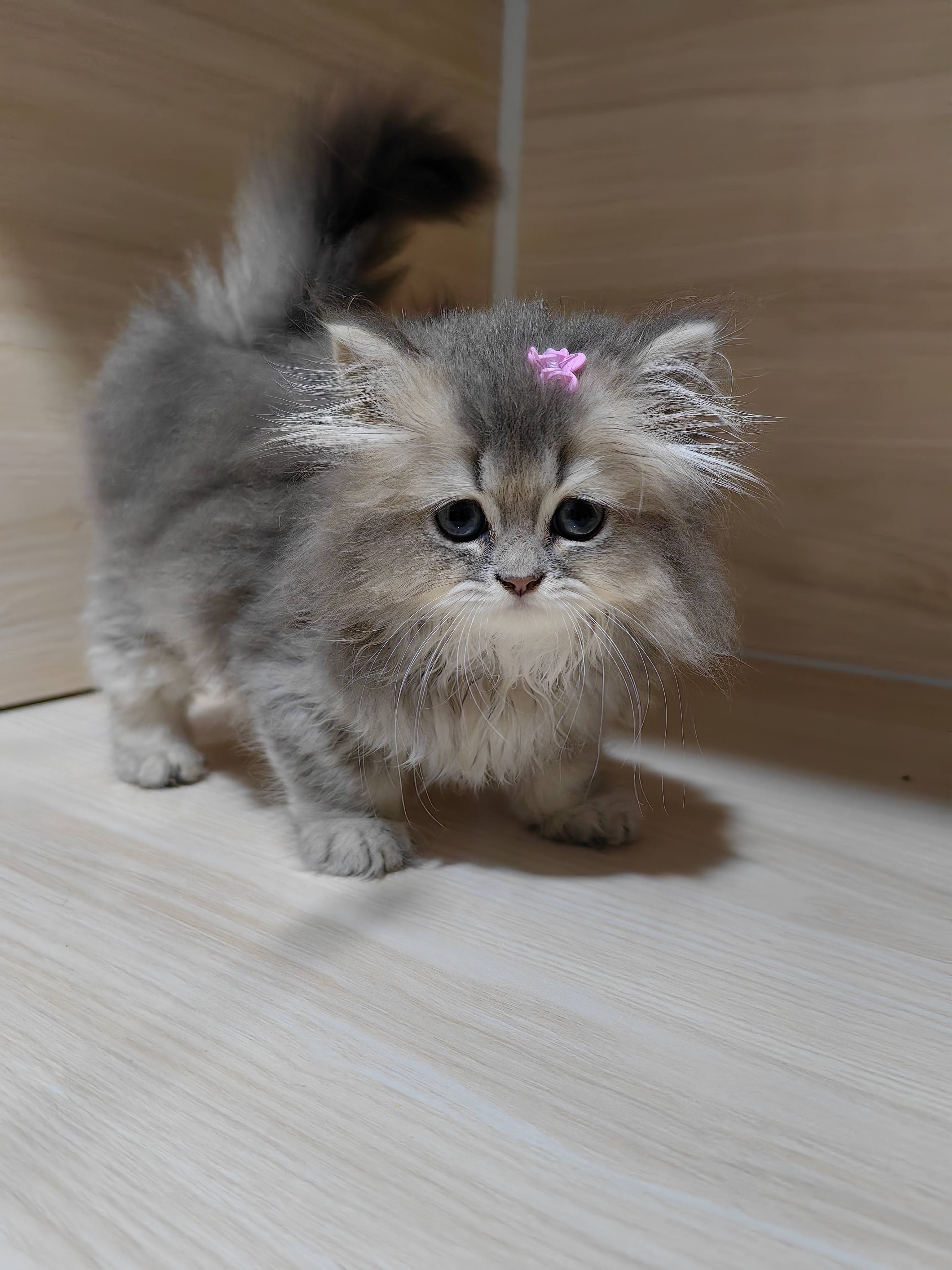 长毛蓝金渐层妹妹